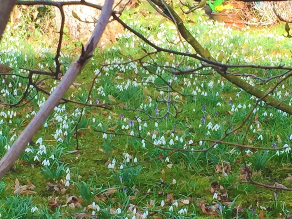 schneegloeckchenwiese